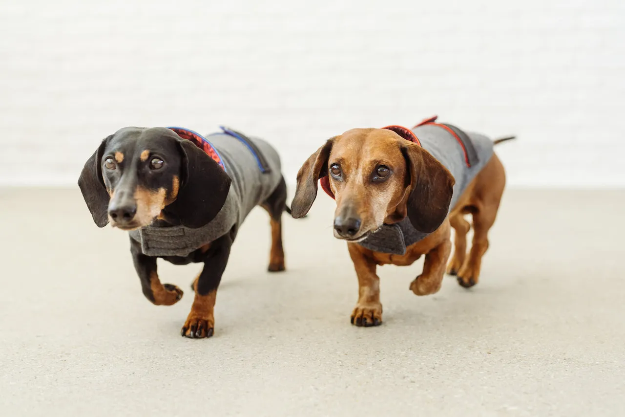 Bavarian dog coat Wastl
