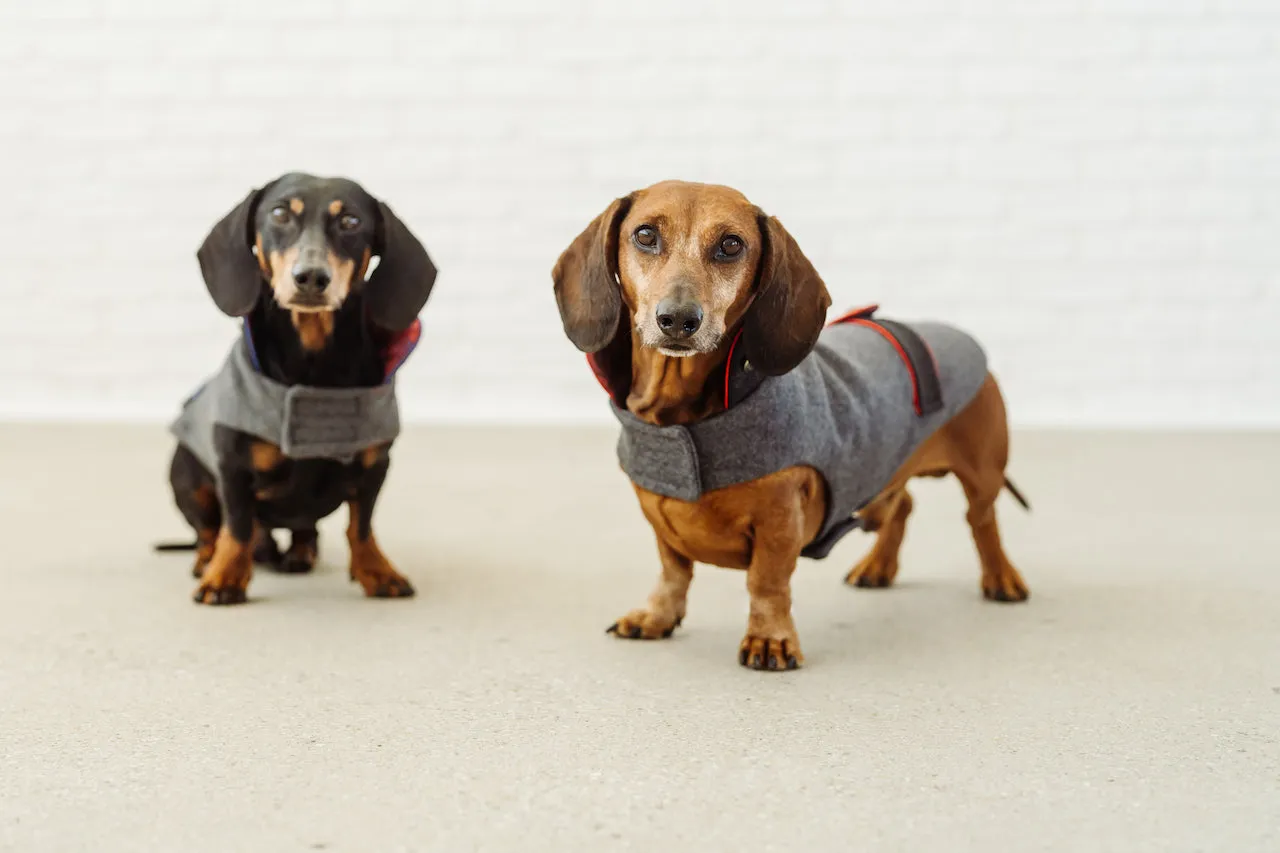 Bavarian dog coat Wastl