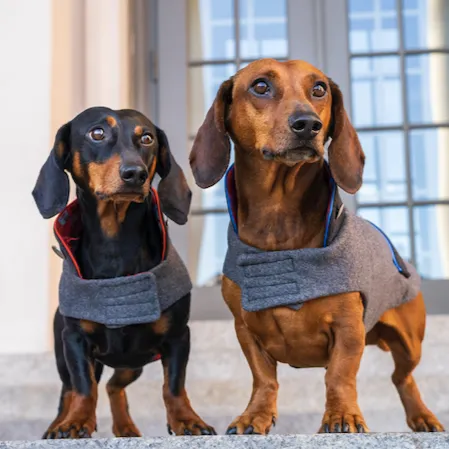 Bavarian dog coat Wastl